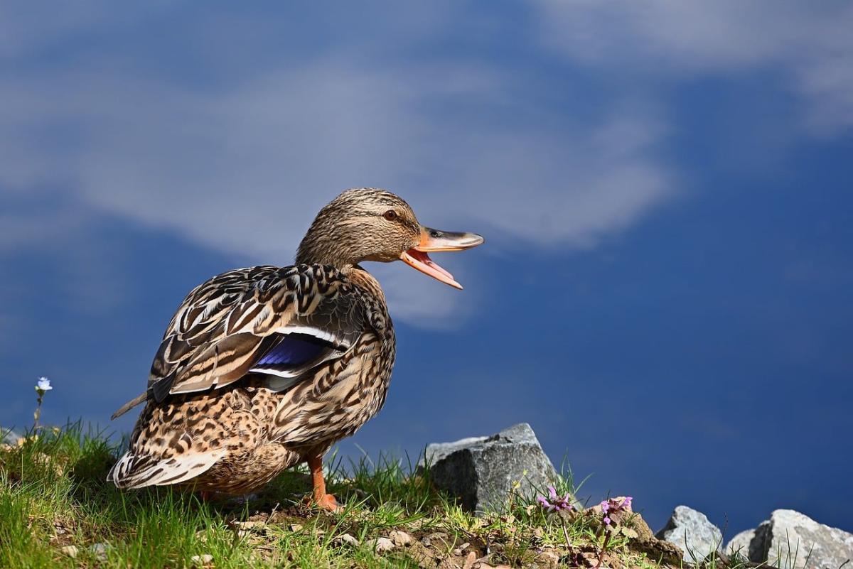 まとめ：北海道の住吉神社で新たな運気を掴もう