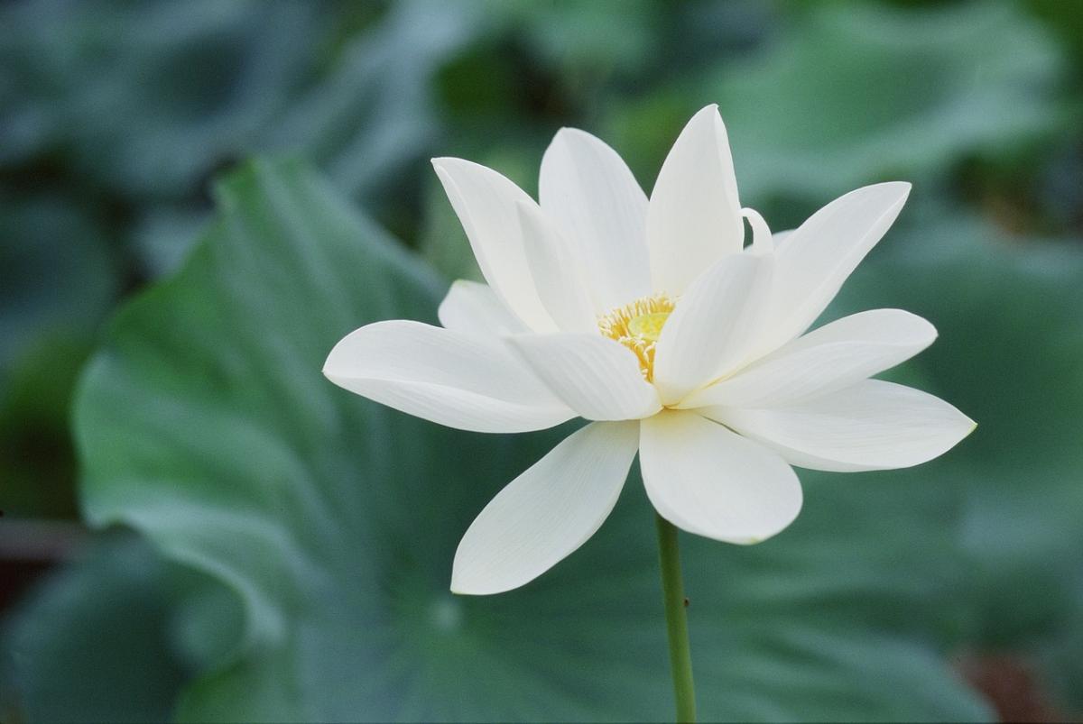 2026年版・金運が上がる財布の選び方｜色・素材・開運日